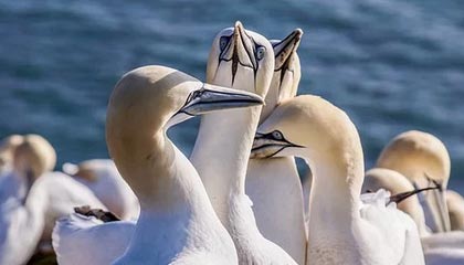 开云入口-勇士球员在战术模拟中展现极强比赛智商，nba勇士战术