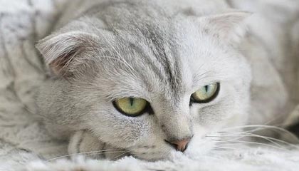 开云入口-勇士球员在战术模拟中展现极强比赛智商，nba勇士战术