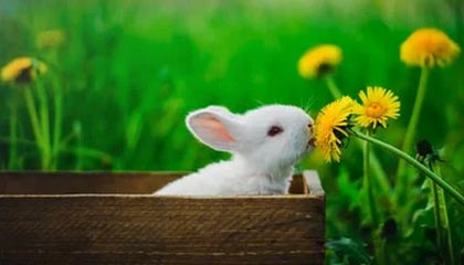 开云入口-勇士球员在战术模拟中展现极强比赛智商，nba勇士战术